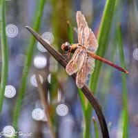 Dragonfly Sparkle by Janet Haist