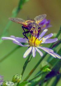 Flower Bee by Janet Haist