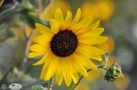 Sunflower #3 by Janet Haist