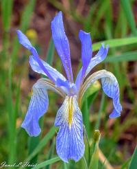 Purple Iris #126 by Janet Haist