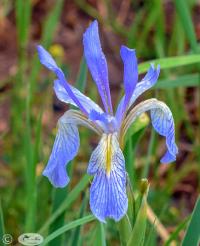Dewdrop Purple Iris by Janet Haist