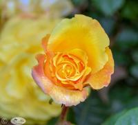 Orange Rose by Janet Haist