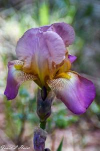 Purple Iris #1 by Janet Haist