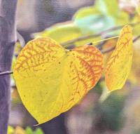 Autumn Leaf by Janet Haist