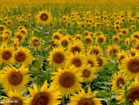 Sunflower Meadow #6 by Janet Haist