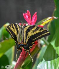 Monarch Swallowtail #1 by Janet Haist