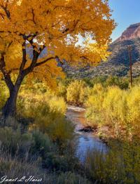 Jemez River with Cottonwoods by Janet Haist