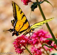 Swallowtail #4 by Janet Haist